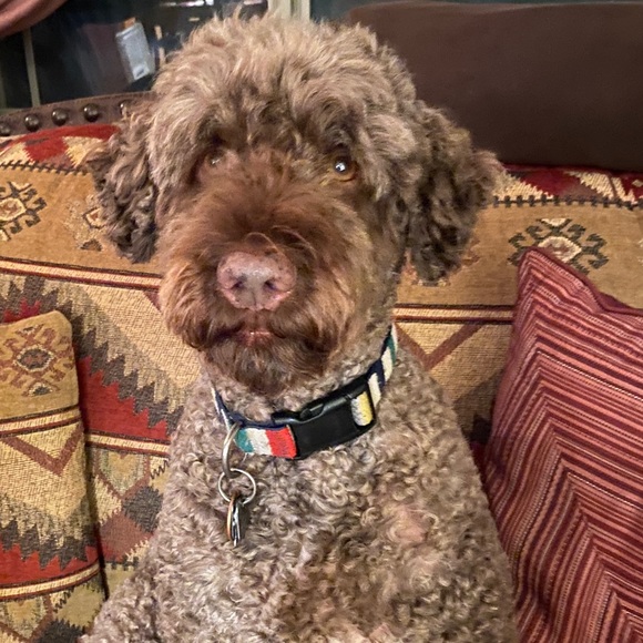 Meet your Posher, Elizabeth - Picture 5 of 5